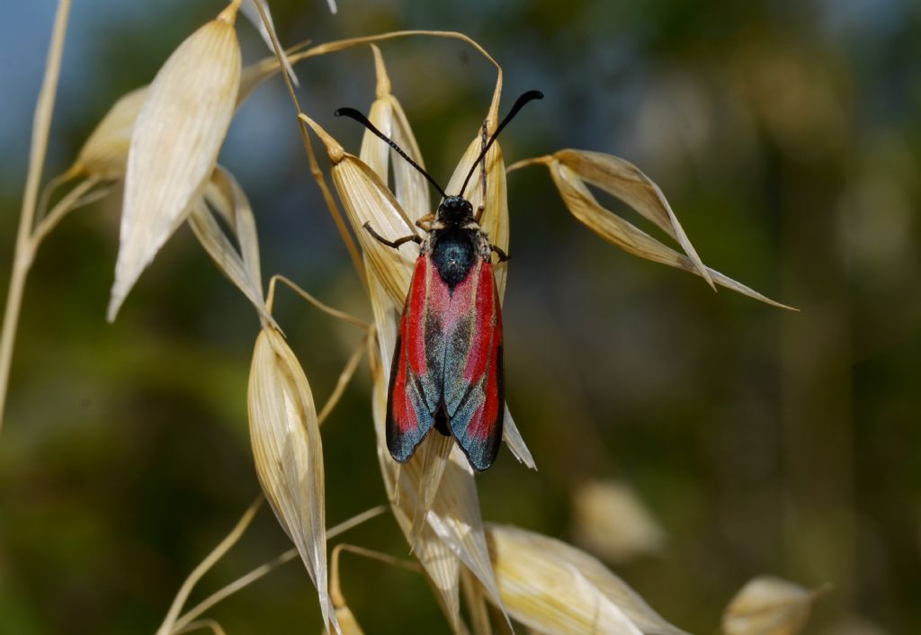 Lepidottero da identificare - Zygaena (Mesembrynus) purpuralis, Zygaenidae